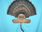 Turkey Tail